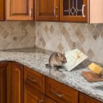 Mice Are Smarter Than You Think