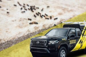 Exterminators Near Pennington