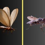 Flying Ants vs Termite Swarmers
