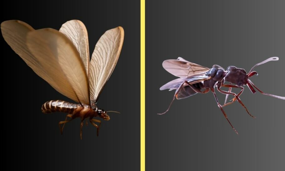 Flying Ants vs Termite Swarmers