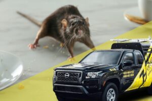 Princeton Pest Control Services