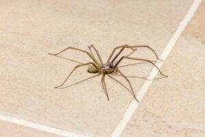 Spider Invasion in the Fall