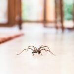 Spider Invasion in the Fall