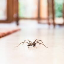 Spider Invasion in the Fall