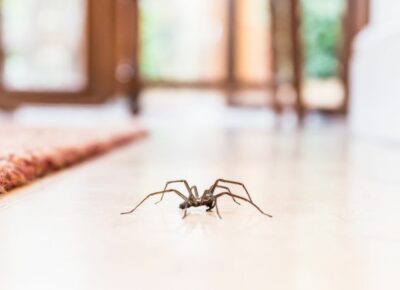 Spider Invasion in the Fall