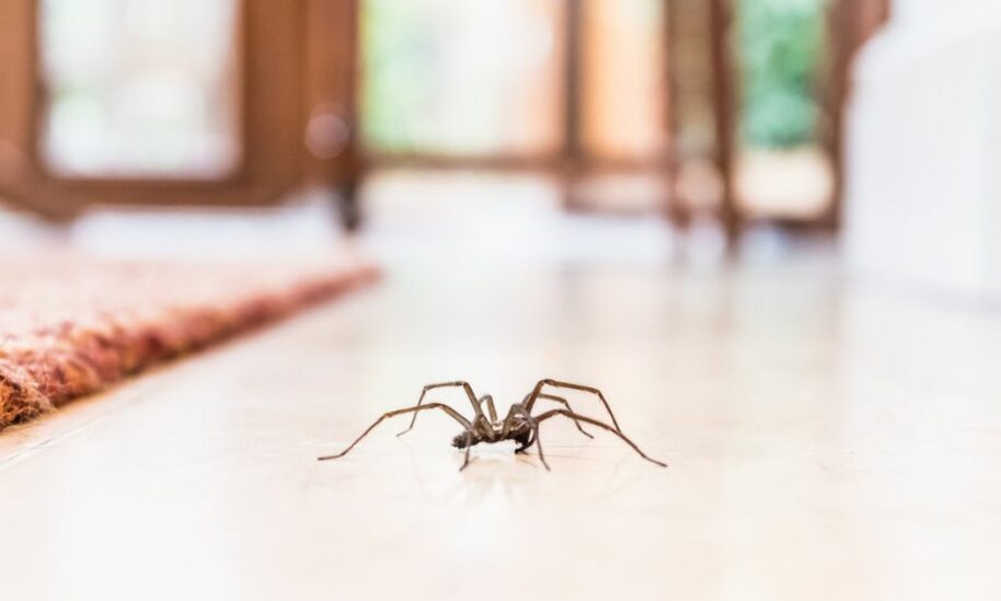 Spider Invasion in the Fall
