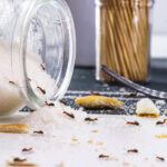 Where Ants are Really Hiding in Your Kitchen and Bathroom