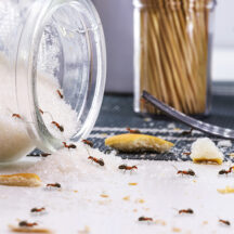 Where Ants are Really Hiding in Your Kitchen and Bathroom