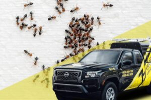 Exterminators in East Amwell Township