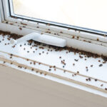 Insects in Winter