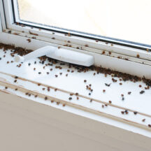 Insects in Winter