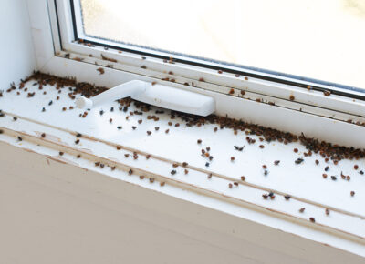 Insects in Winter