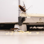 how to get rid of cockroaches