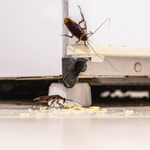 how to get rid of cockroaches