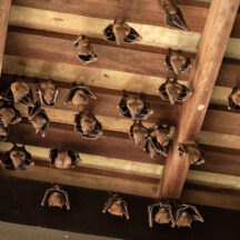 professional bat removal