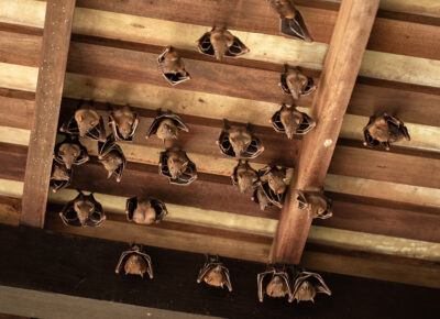 professional bat removal